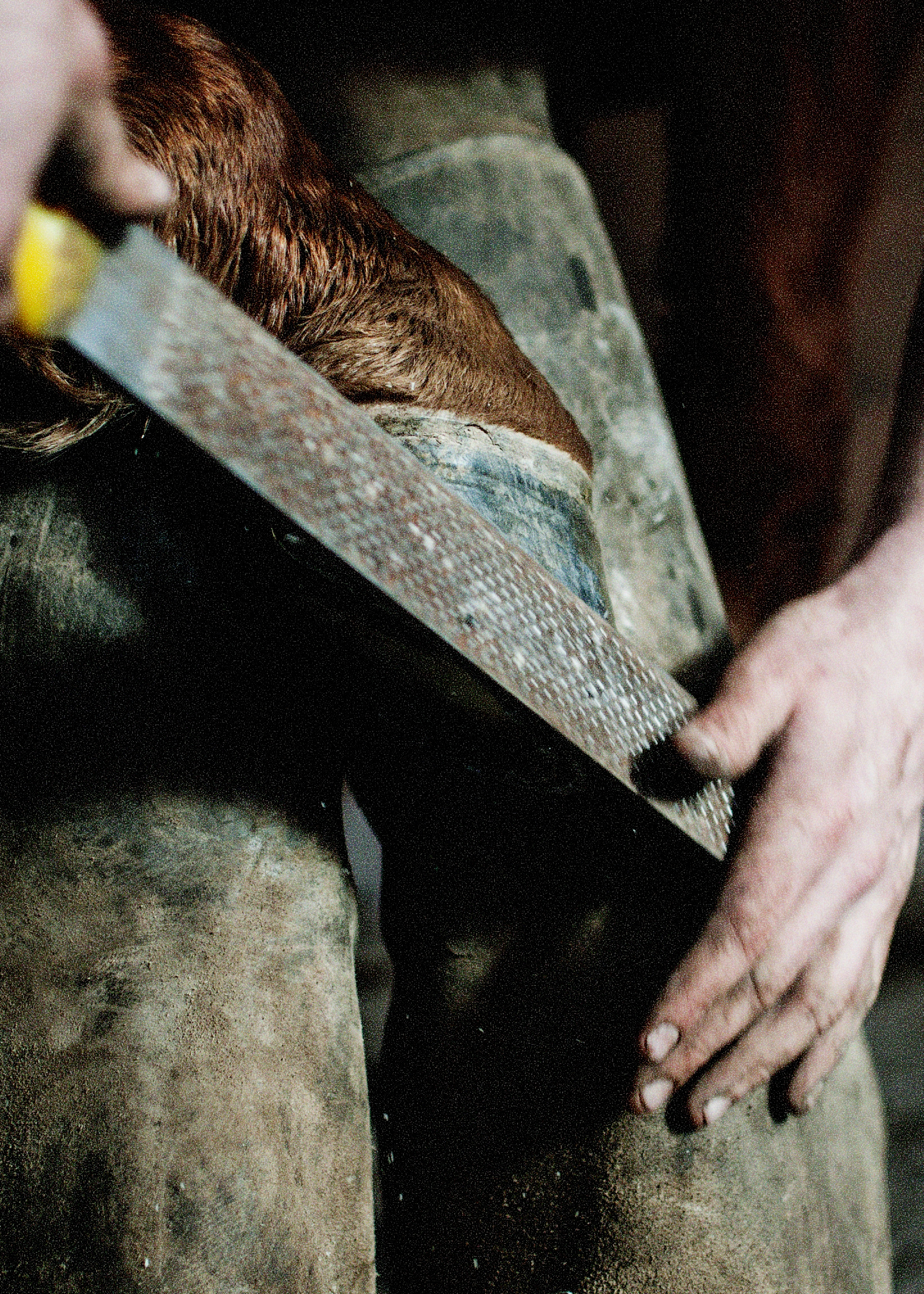 A horse having its hooves filed