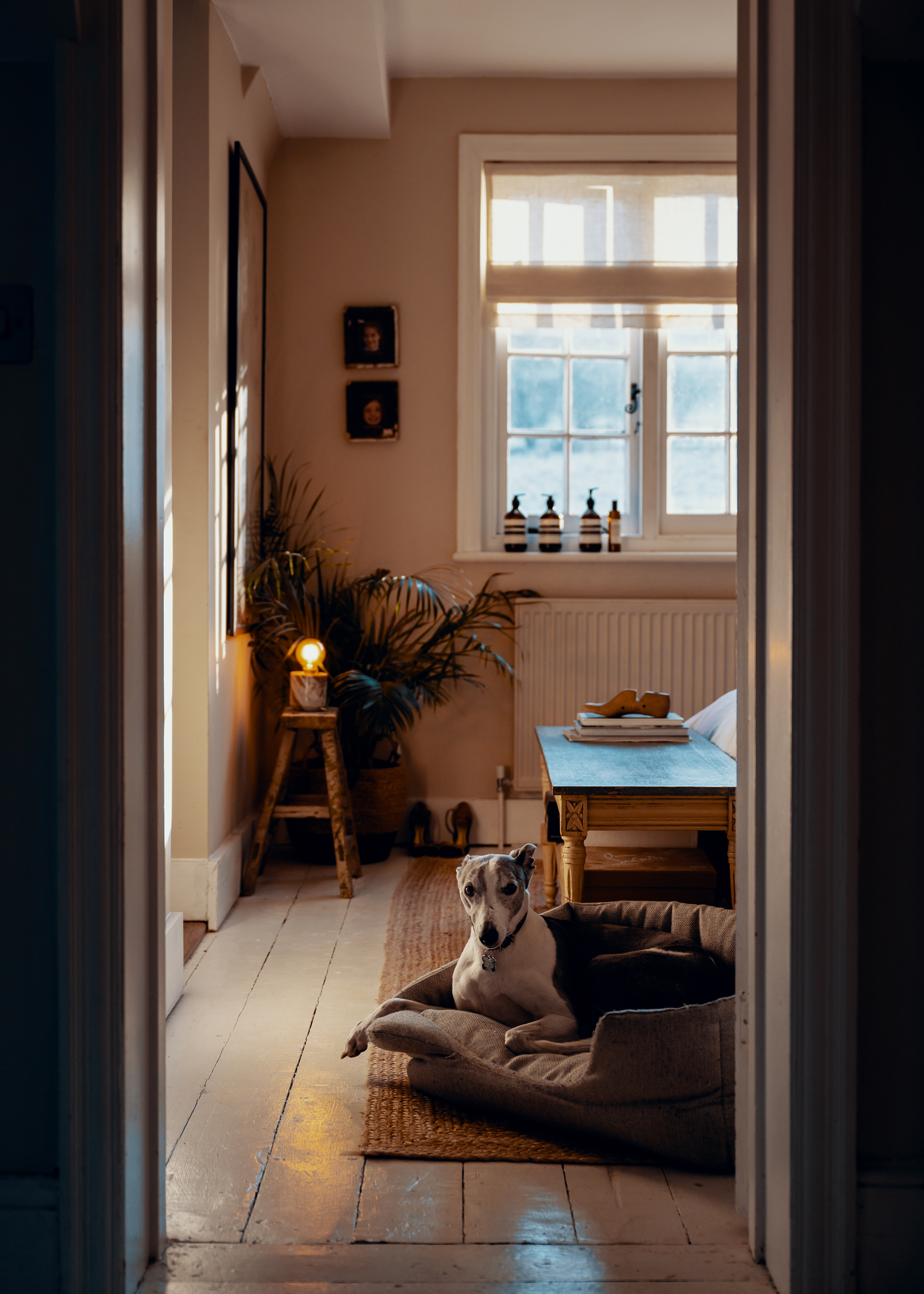 A white and grey Whippet dog, sitting in his bed on the floor of a country house.