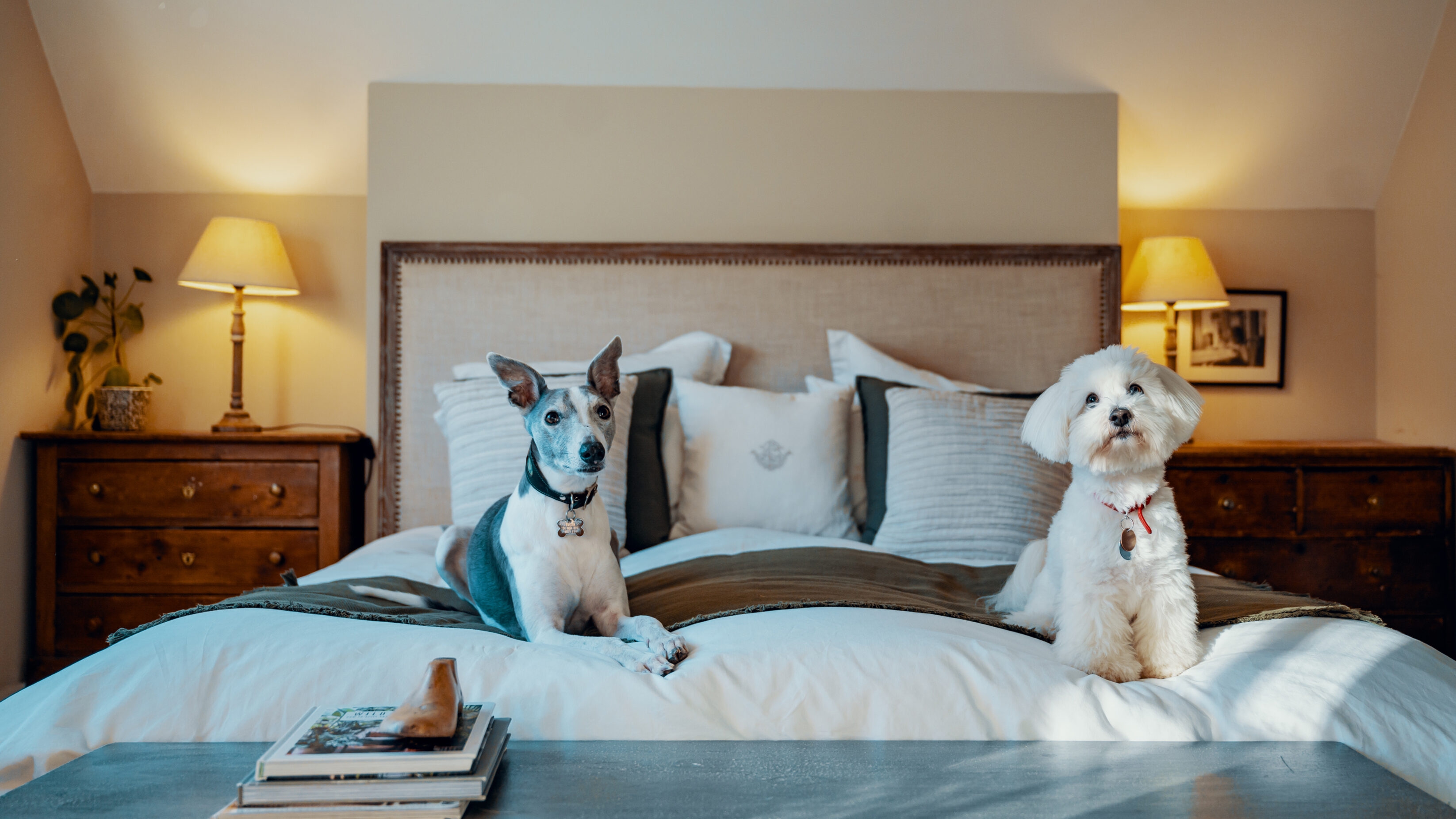 Two cute dogs sitting on a bed, looking directly at the camera, with cosy lighting int he background.