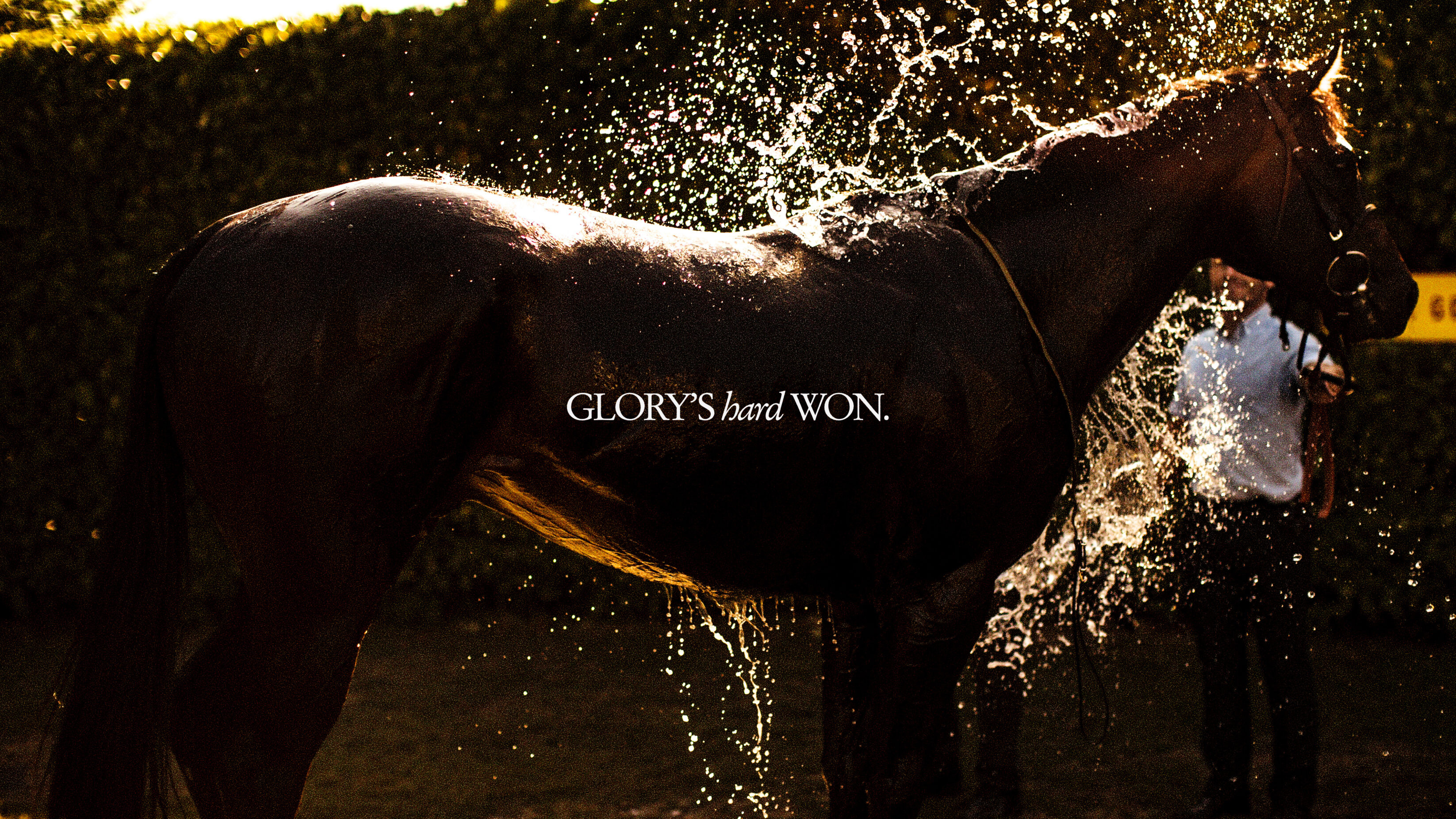 Glory's hard won - a horse shaking itself off after being washed
